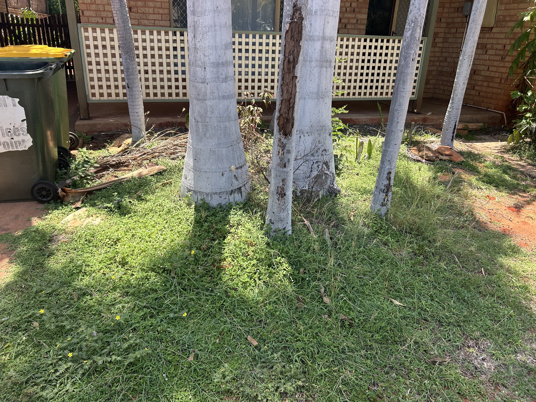 Palms and lawn area maintained around a residential property